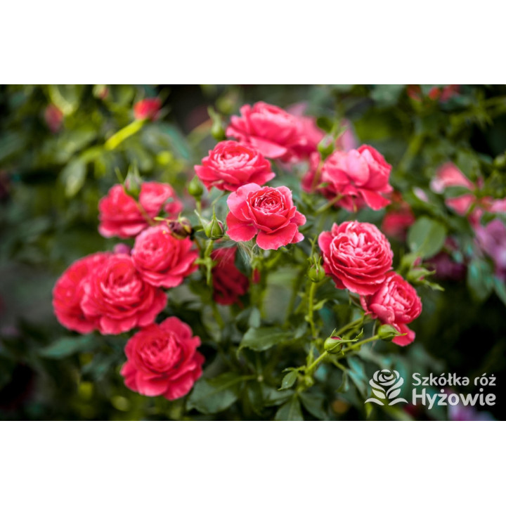 Cherry Girl® - Róże Rabatowe - 