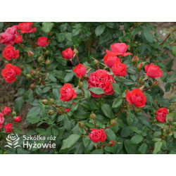 Cherry Girl® - Róże Rabatowe - 