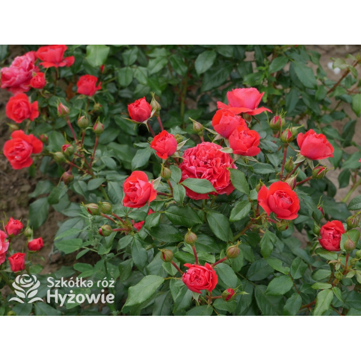 Cherry Girl® - Róże Rabatowe - 