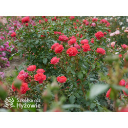 Cherry Girl® - Róże Rabatowe - 