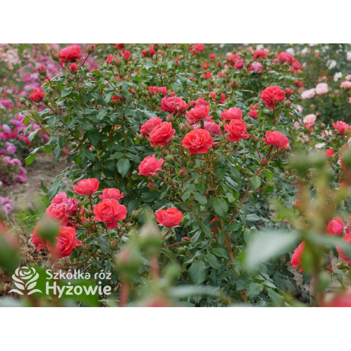 Cherry Girl® - Róże Rabatowe - 