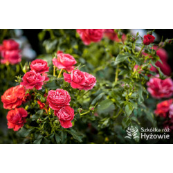 Cherry Girl® - Róże Rabatowe - 