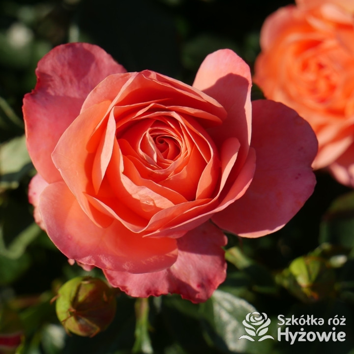 Róża rabatowa Coral Lions-Rose® | Szkółka Róż Hyżowie | Kordes Rosen