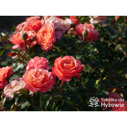Coral Lions-Rose® - Róże Rabatowe - 
