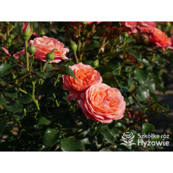 Coral Lions-Rose® - Róże Rabatowe - 