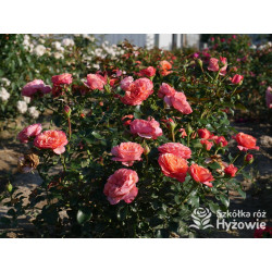 Coral Lions-Rose® - Róże Rabatowe - 