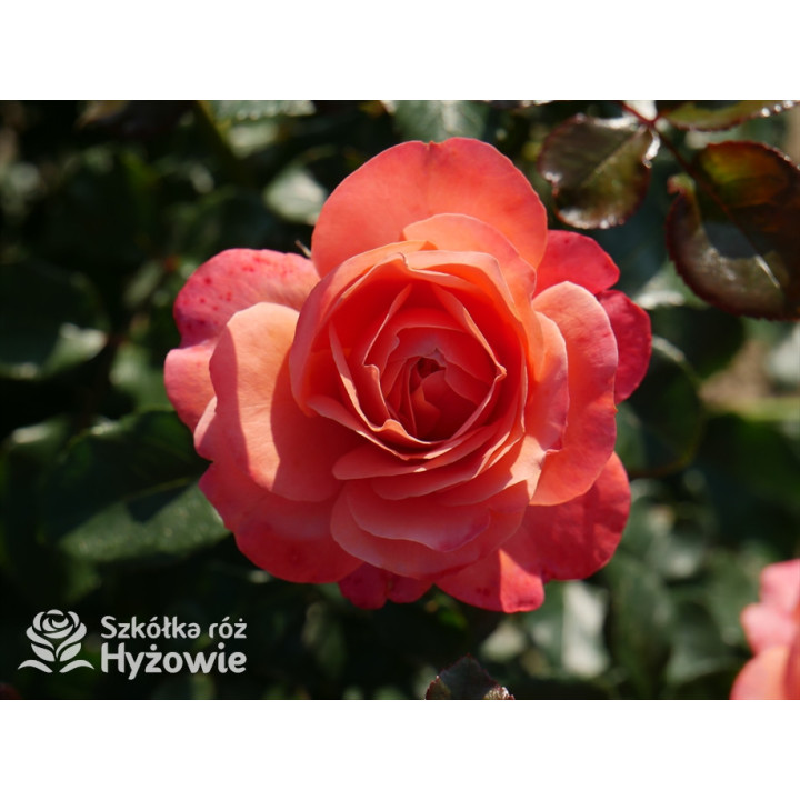 Coral Lions-Rose® - Róże Rabatowe - 