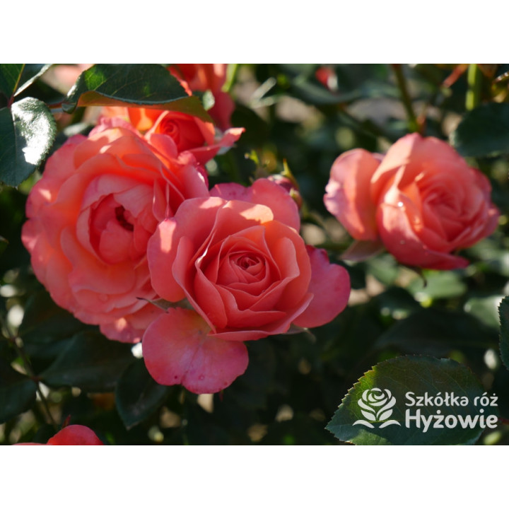 Coral Lions-Rose® - Róże Rabatowe - 