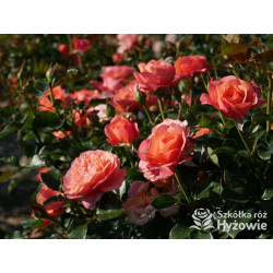 Coral Lions-Rose® - Róże Rabatowe - 