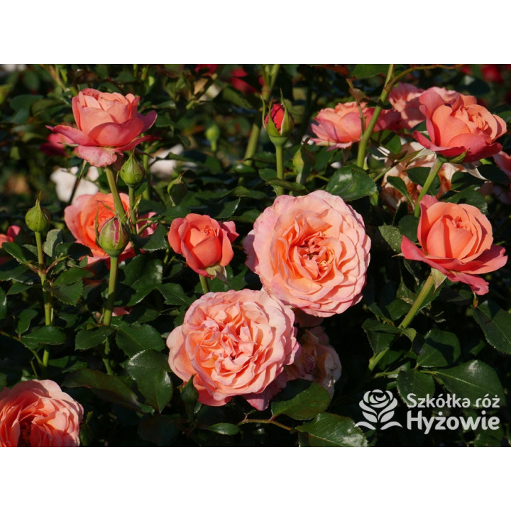 Coral Lions-Rose® - Róże Rabatowe - 