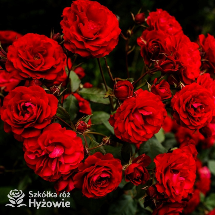Róża rabatowa bordowa 'Europeana' | Szkółka Róż Hyżowie |