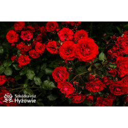 'Europeana' - Róże Rabatowe -  'Europeana' - Róże Rabatowe -
