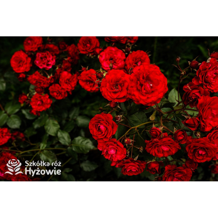 'Europeana' - Róże Rabatowe -  'Europeana' - Róże Rabatowe -