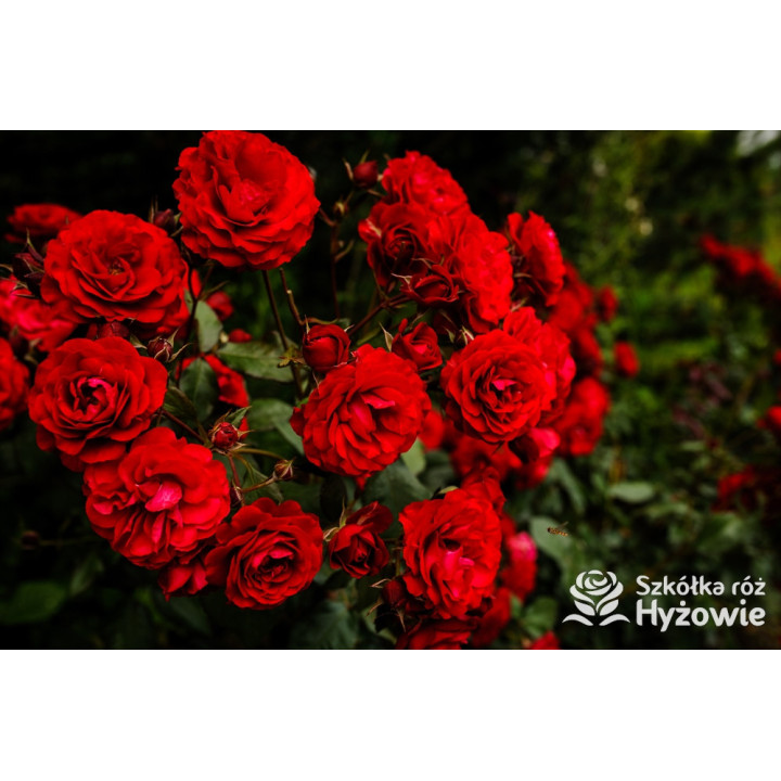 'Europeana' - Róże Rabatowe -  'Europeana' - Róże Rabatowe -