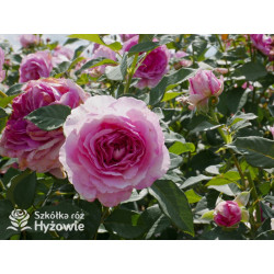 Fräulein Maria® - Róże silnie pachnące - 