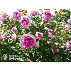 Fräulein Maria® - Róże silnie pachnące - 