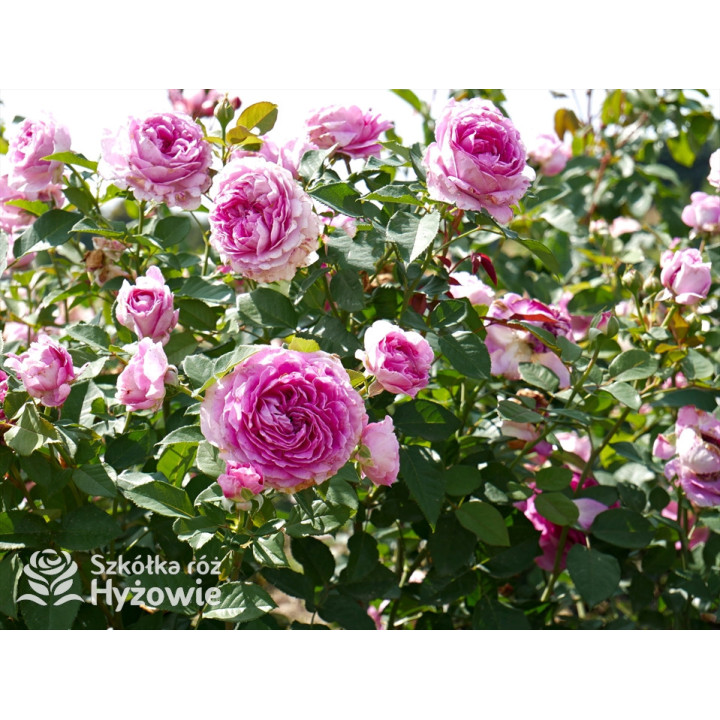 Fräulein Maria® - Róże silnie pachnące - 