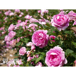 Fräulein Maria® - Róże silnie pachnące - 