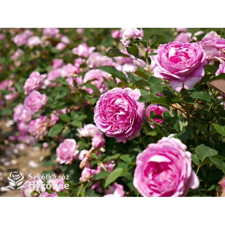 Fräulein Maria® - Róże silnie pachnące - 