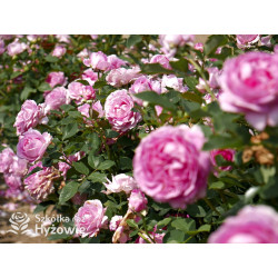 Fräulein Maria® - Róże silnie pachnące - 