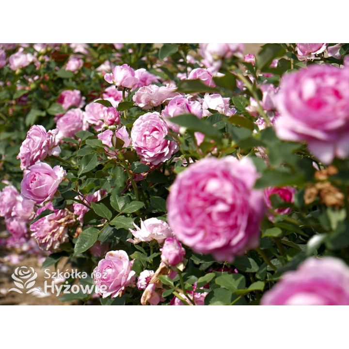 Fräulein Maria® - Róże silnie pachnące - 