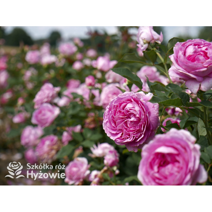 Fräulein Maria® - Róże silnie pachnące - 