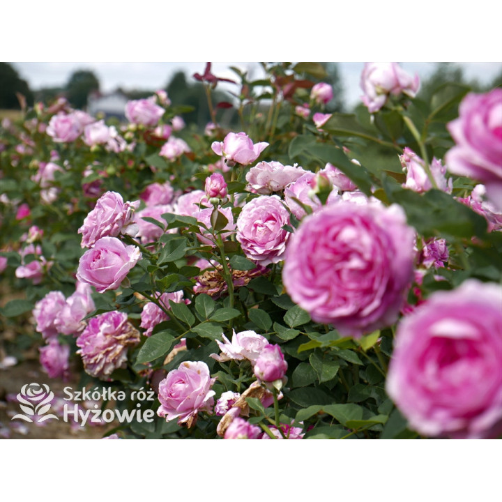 Fräulein Maria® - Róże silnie pachnące - 