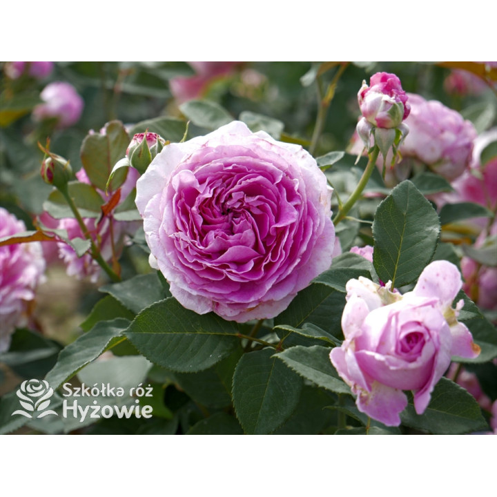 Fräulein Maria® - Róże silnie pachnące - 