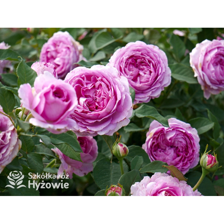 Fräulein Maria® - Róże silnie pachnące - 