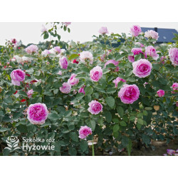 Fräulein Maria® - Róże silnie pachnące - 