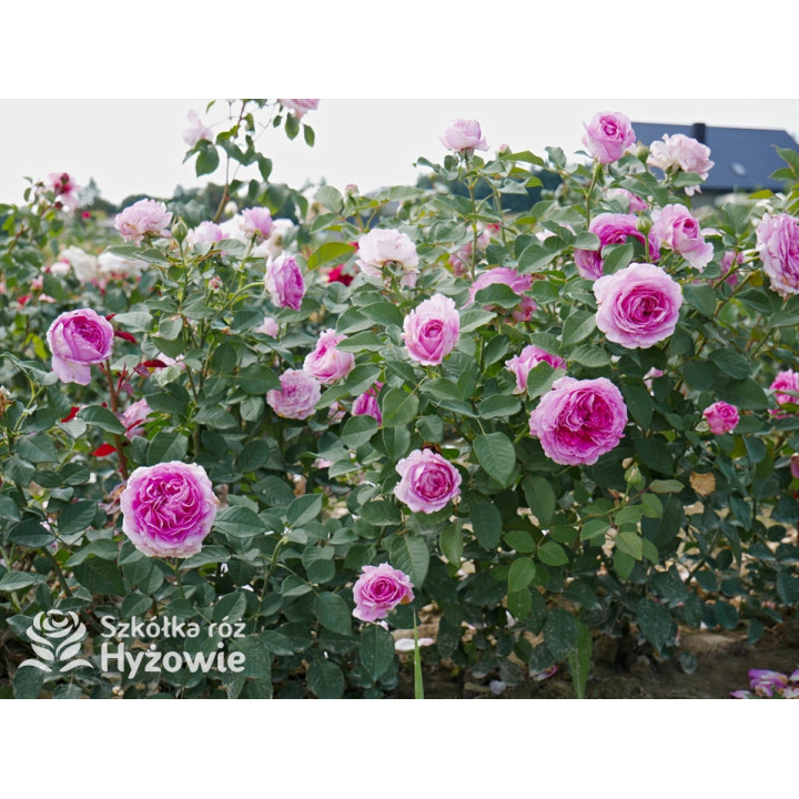 Fräulein Maria® - Róże silnie pachnące - 