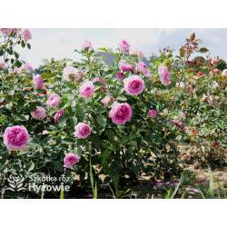 Fräulein Maria® - Róże silnie pachnące - 