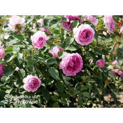 Fräulein Maria® - Róże silnie pachnące - 
