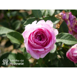 Fräulein Maria® - Róże silnie pachnące - 