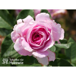 Fräulein Maria® - Róże silnie pachnące - 