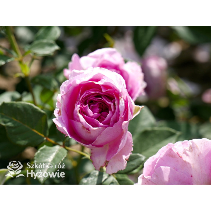 Fräulein Maria® - Róże silnie pachnące - 