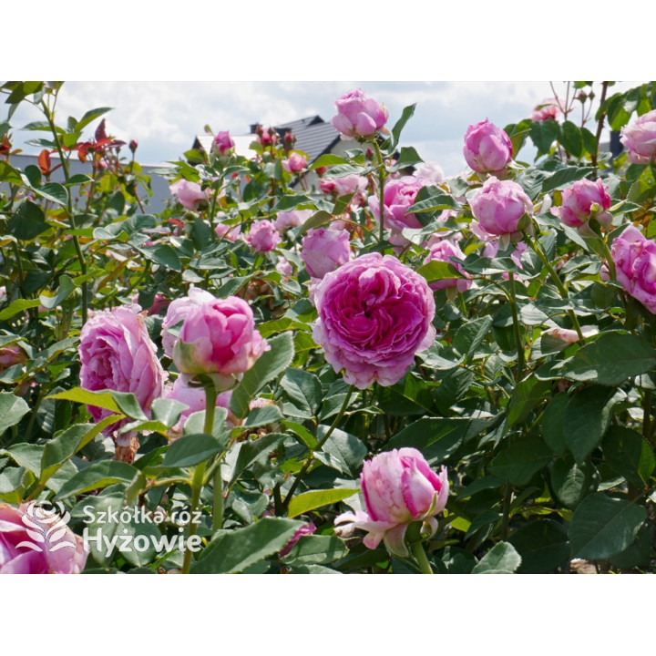 Fräulein Maria® - Róże silnie pachnące - 