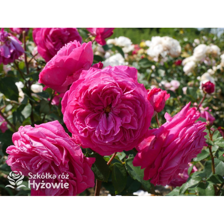 Freifrau Caroline® - Róże silnie pachnące - 