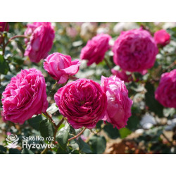 Freifrau Caroline® - Róże silnie pachnące - 