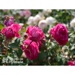 Freifrau Caroline® - Róże silnie pachnące - 