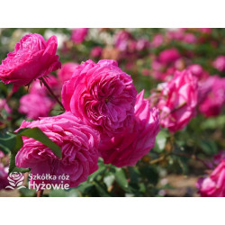 Freifrau Caroline® - Róże silnie pachnące - 