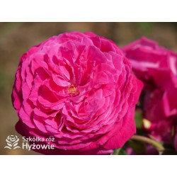 Freifrau Caroline® - Róże silnie pachnące - 