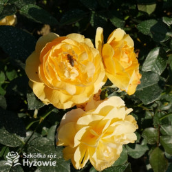 Friendship Forever™ - Róże Rabatowe - 