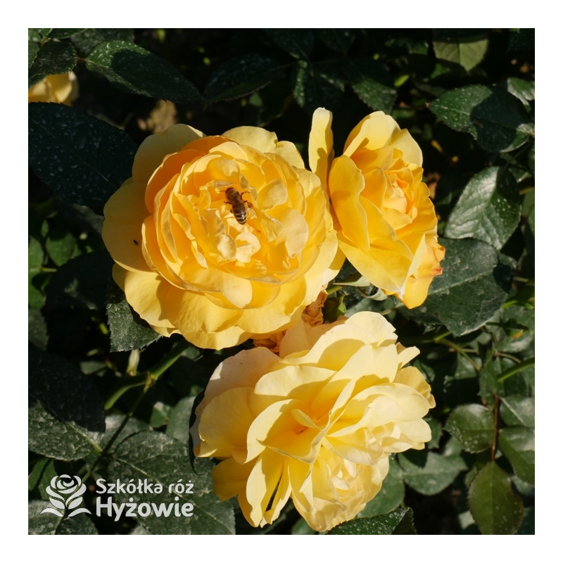 Freindship Roses Friendship Forever® – żółta róża rabatowa Plant’n’Relax | Hyżowie
