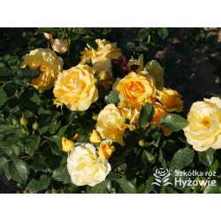 Friendship Forever™ - Róże Rabatowe - 