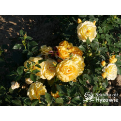 Friendship Forever™ - Róże Rabatowe - 