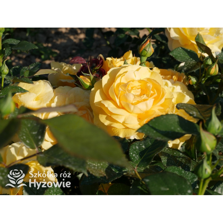 Friendship Forever™ - Róże Rabatowe - 