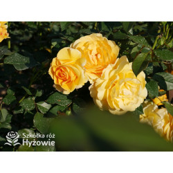 Friendship Forever™ - Róże Rabatowe - 