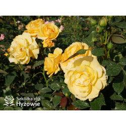 Friendship Forever™ - Róże Rabatowe - 