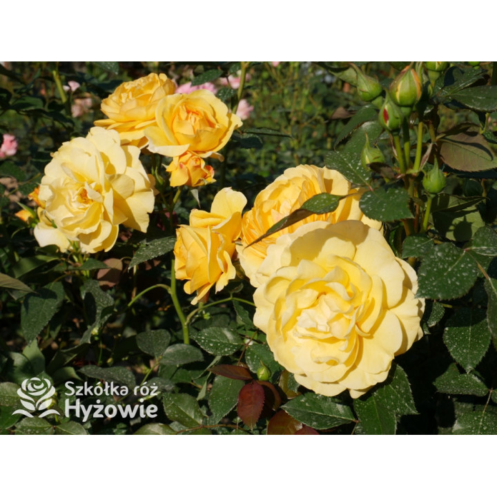 Friendship Forever™ - Róże Rabatowe - 